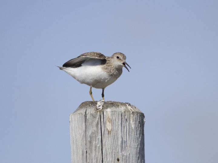 Temmincksnipe