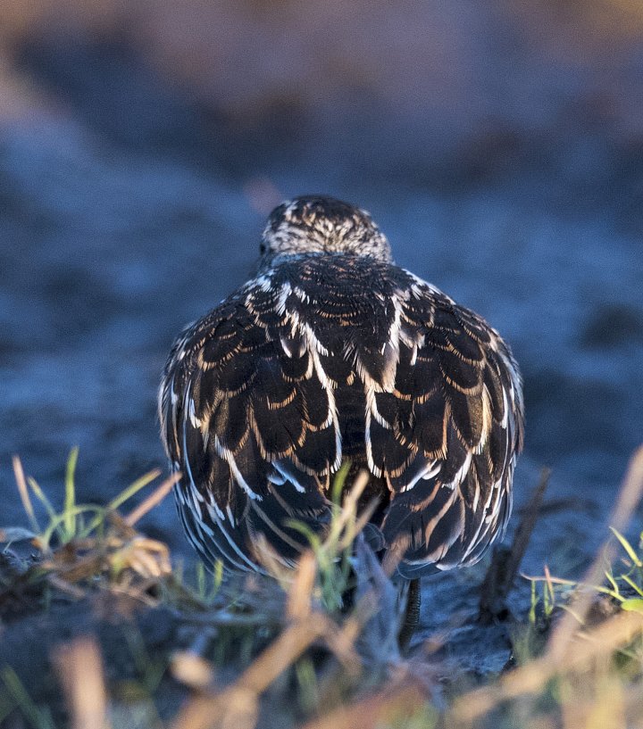 3 poeng Fotonøtta Vår Fuglefauna 1-2017