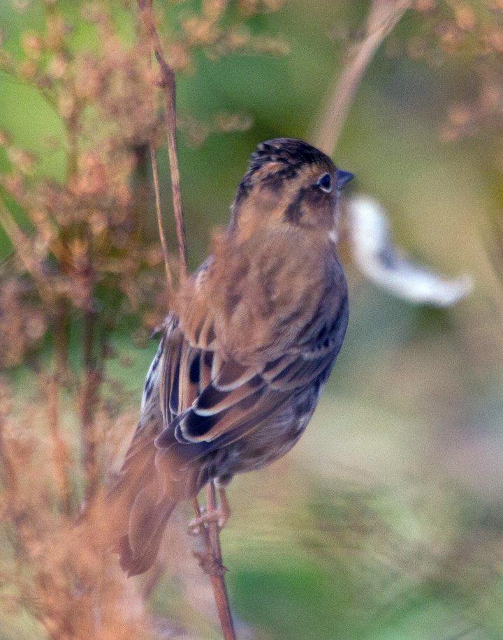 1 poeng Fotonøtta Vår Fuglefauna 2-2017