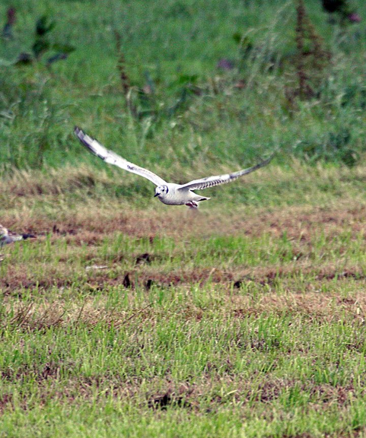 3 poeng Fotonøtta Vår Fuglefauna 2-2017