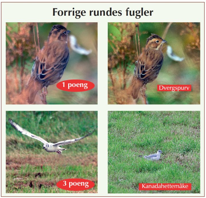 Fotonøtta Vår Fuglefauna 3-2017 fasitbilder