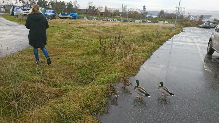 Tamender på vei fra butikken på Herøya