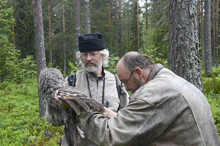 Viggo Ree og Roar Solheim i arbeid med lappugle