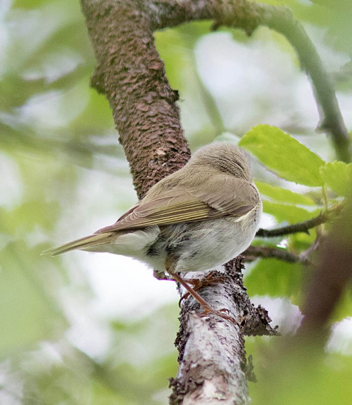 3 poeng Fotonøtta Vår Fuglefauna 4-2017