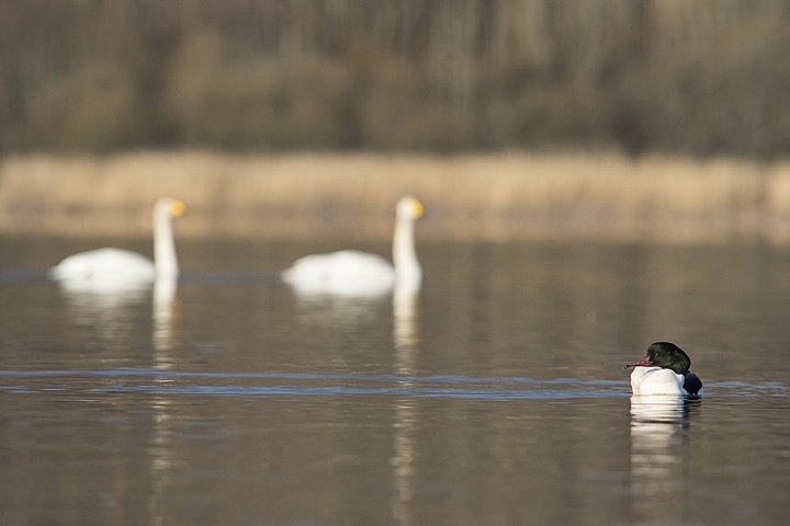 Laksand hann og sangsvaner i Børsesjø