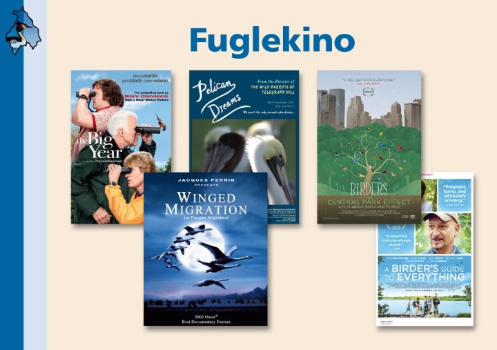 Fuglekino Fuglekino