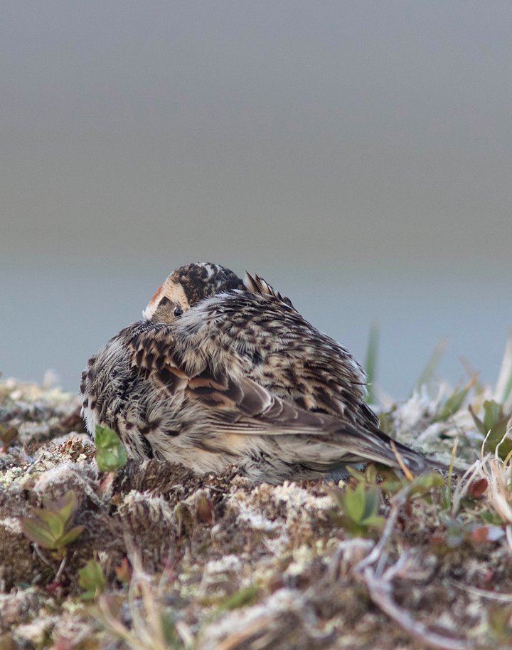 1 poeng Fotonøtta Vår Fuglefauna 1-2018 1 poeng Fotonøtta Vår Fuglefauna 1-2018