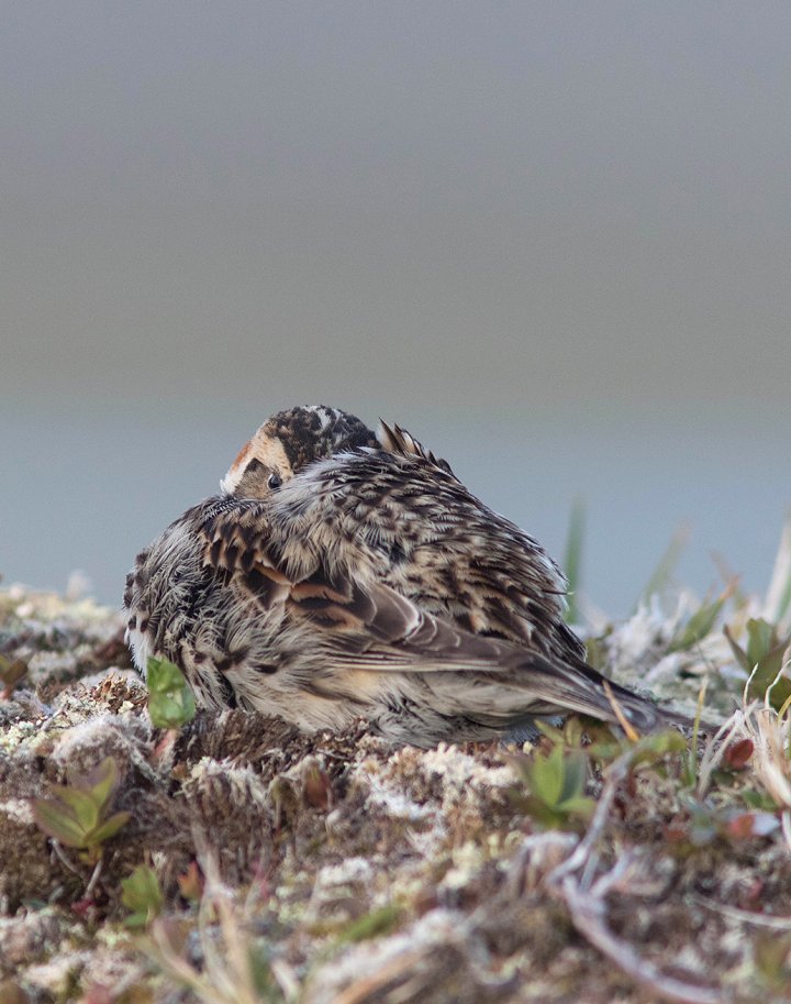 1 poeng Fotonøtta Vår Fuglefauna 1-2018