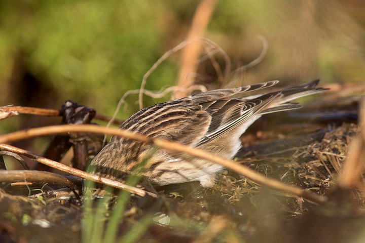 3 poeng Fotonøtta Vår Fuglefauna 1-2018