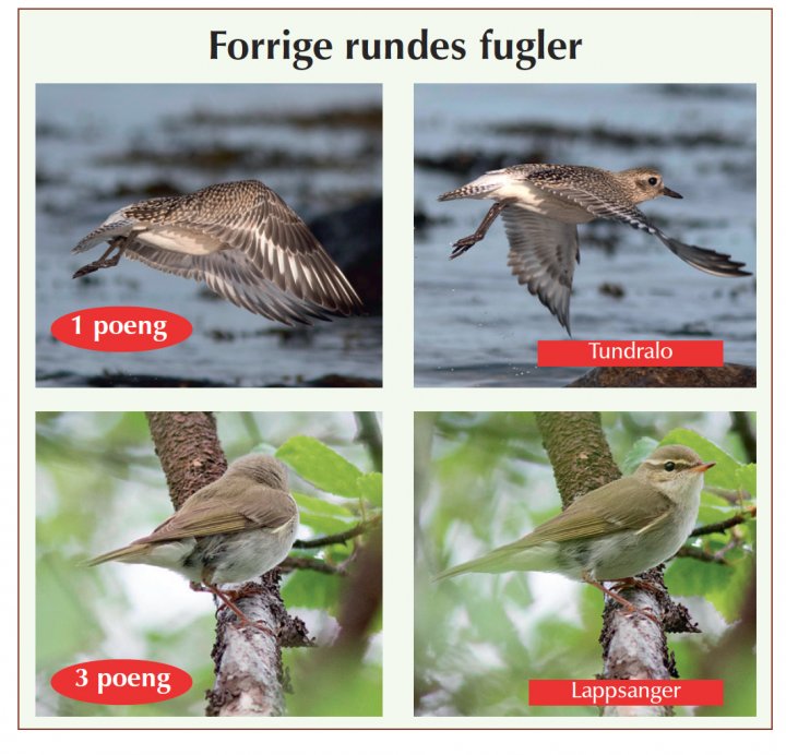 Fotonøtta Vår Fuglefauna 1-2018 fasitbilder