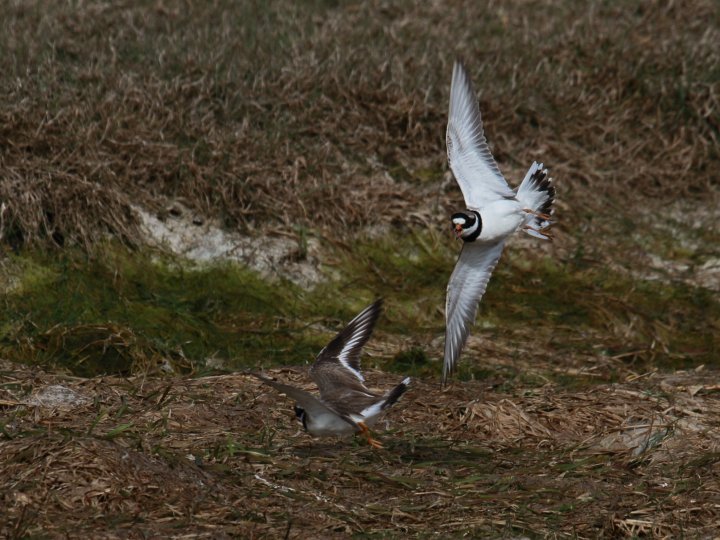 Sandlo i Prestvika, Herdla naturreservat