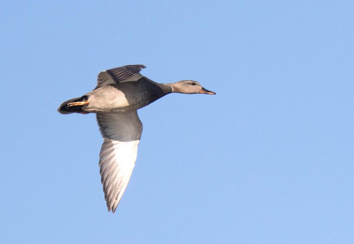 1 poeng Fotonøtta Vår Fuglefauna 2-2018