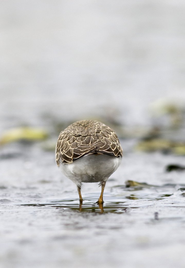 1 poeng Fotonøtta Vår Fuglefauna 3-2018 1 poeng Fotonøtta Vår Fuglefauna 3-2018