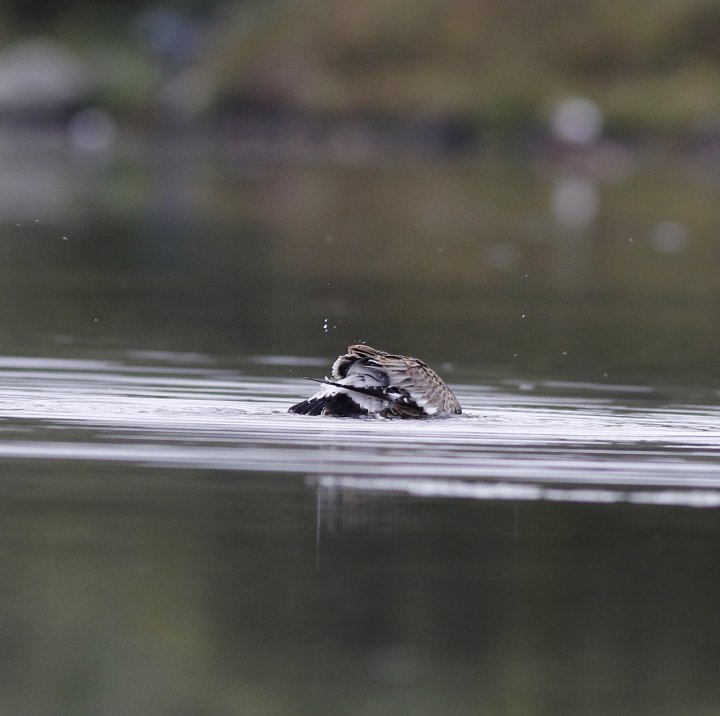 3 poeng Fotonøtta Vår Fuglefauna 3-2018