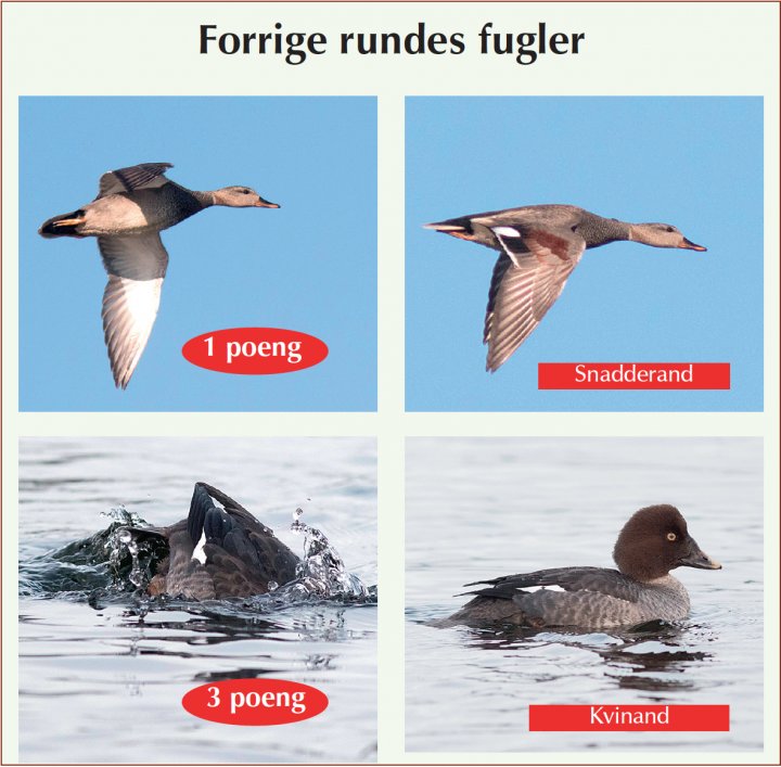 Fotonøtta Vår Fuglefauna 3-2018 fasitbilder