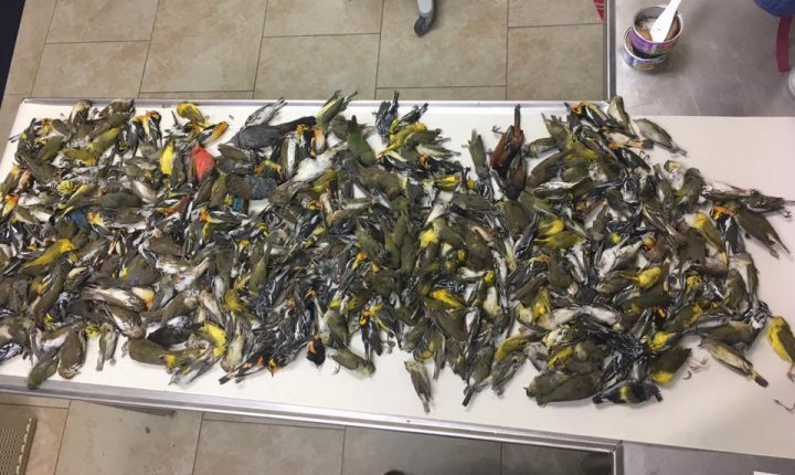 Døde fugler i Galveston