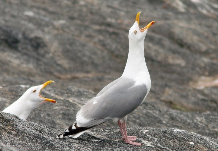 Gråmåke Gråmåke