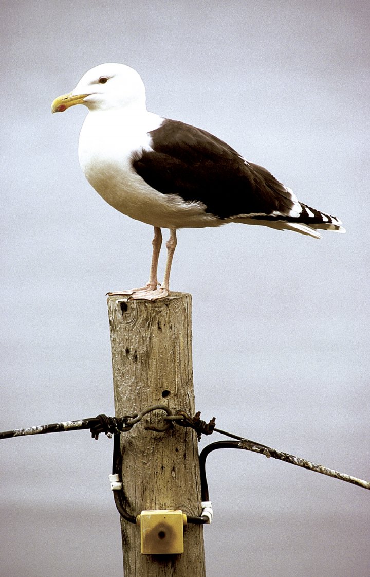 Svartbak Svartbak