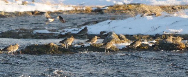 Storspover fra Røstlandet