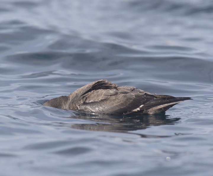 3 poeng Fotonøtta Vår Fuglefauna 4-2018