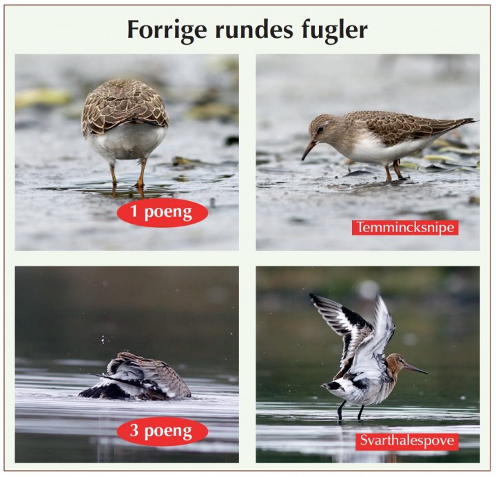 Fotonøtta Vår Fuglefauna 4-2018 fasitbilder