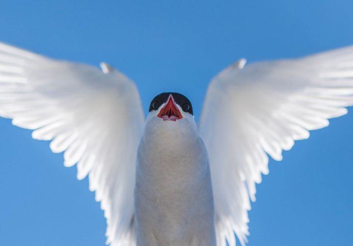 Rødnebbterne2 Rødnebbterne2