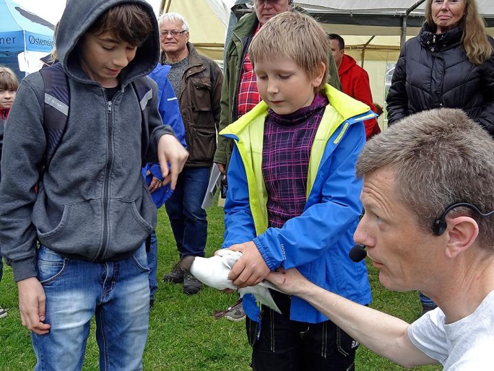 Kjenne på fugl