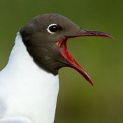 Hettemåke Hettemåke