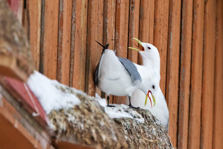 Hekkende krykkjer i Vardø