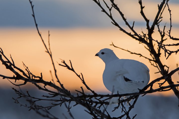 Lirype i solnedgang