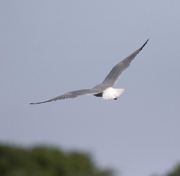 1 poeng Fotonøtta Vår Fuglefauna 1-2019