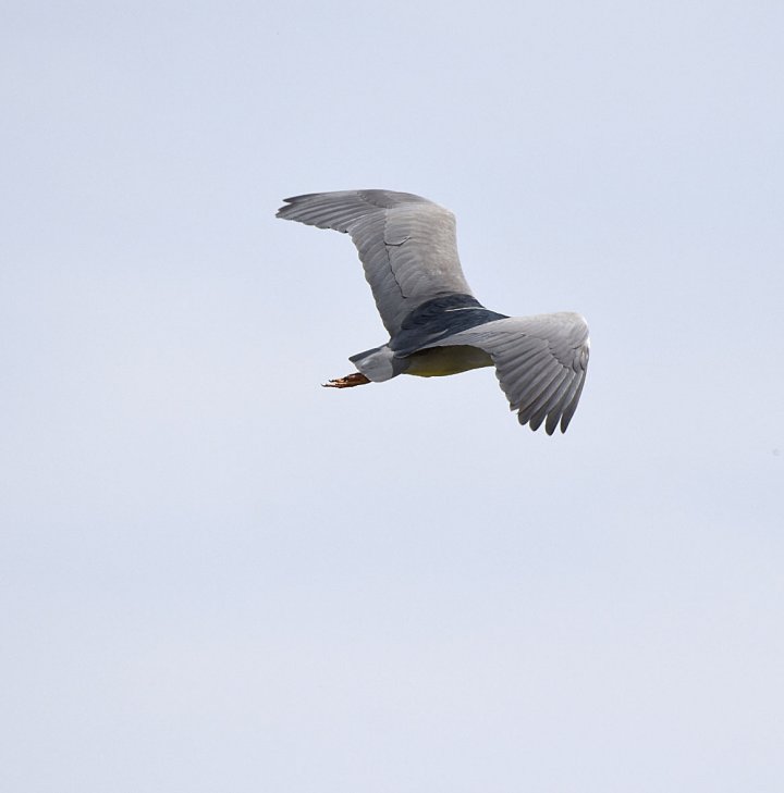 3 poeng Fotonøtta Vår Fuglefauna 1-2019