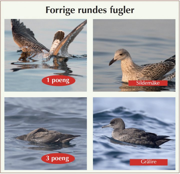 Fotonøtta Vår Fuglefauna 1-2019 fasitbilder