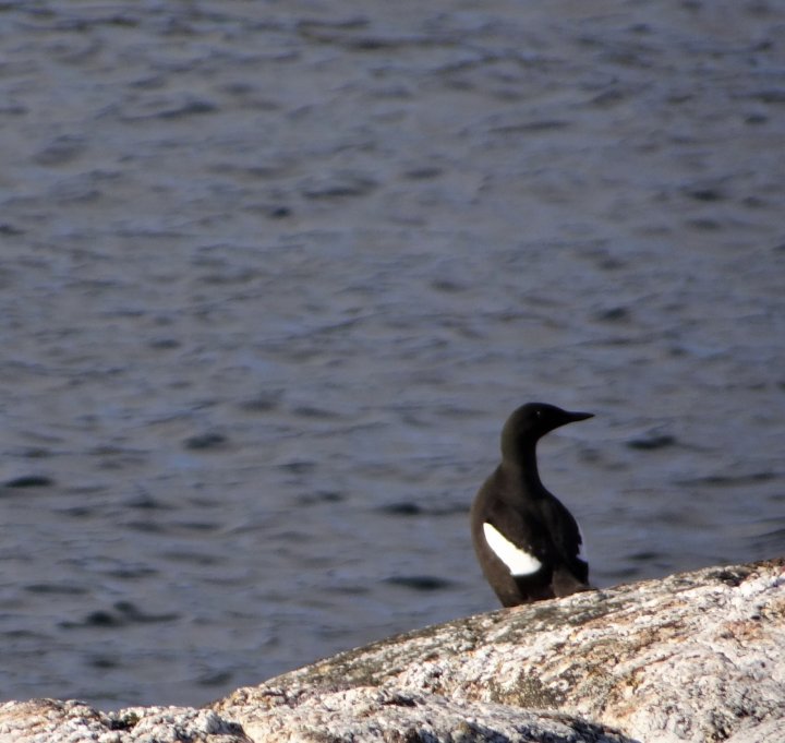 teiste på svaberg