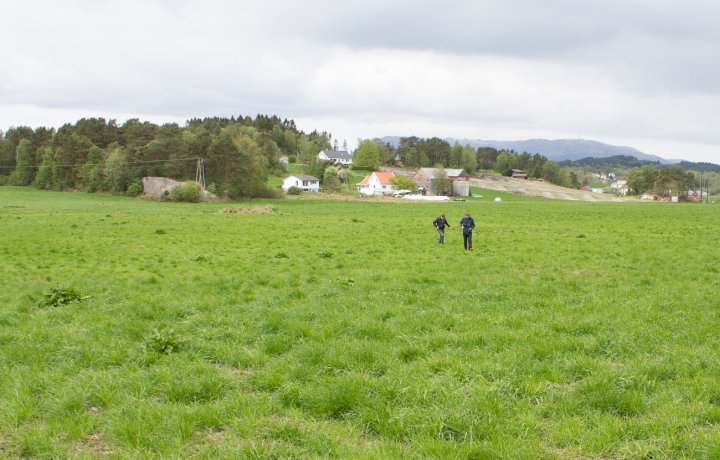 Graseng med vipe Sætre