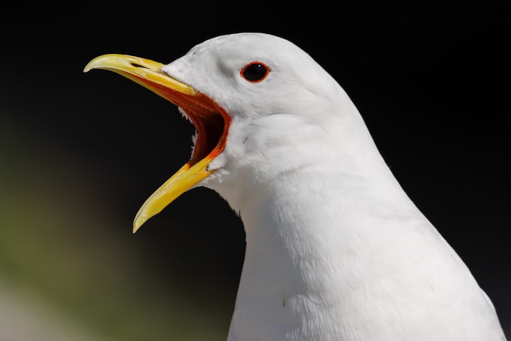 Pratsom krykkje Pratsom krykkje