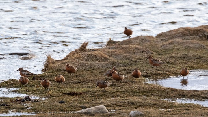 Polarsniper på Veidnes Polarsniper på Veidnes