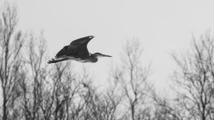 Gråhegre i flukt