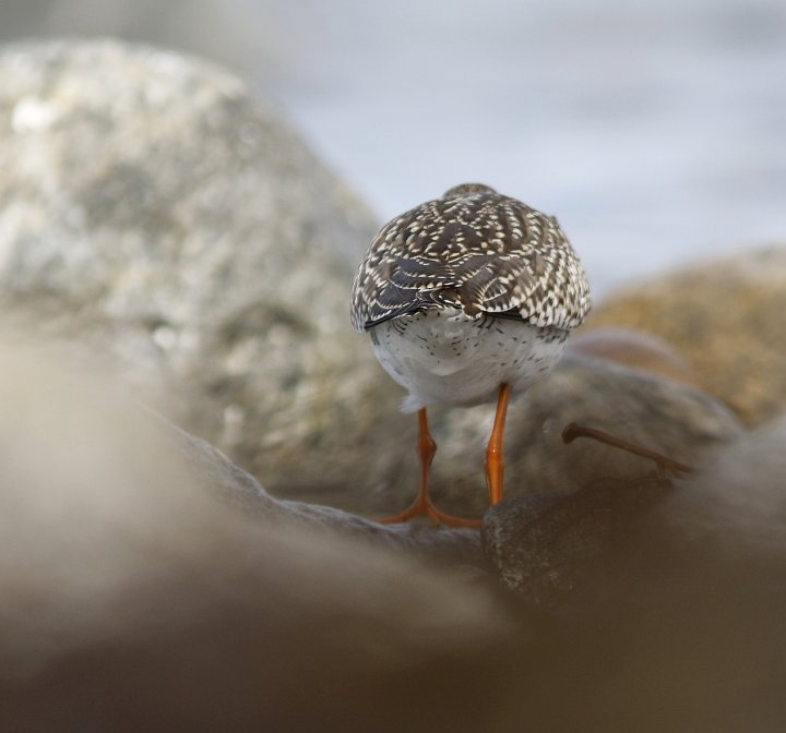 1 poeng Fotonøtta Vår Fuglefauna 2-2019