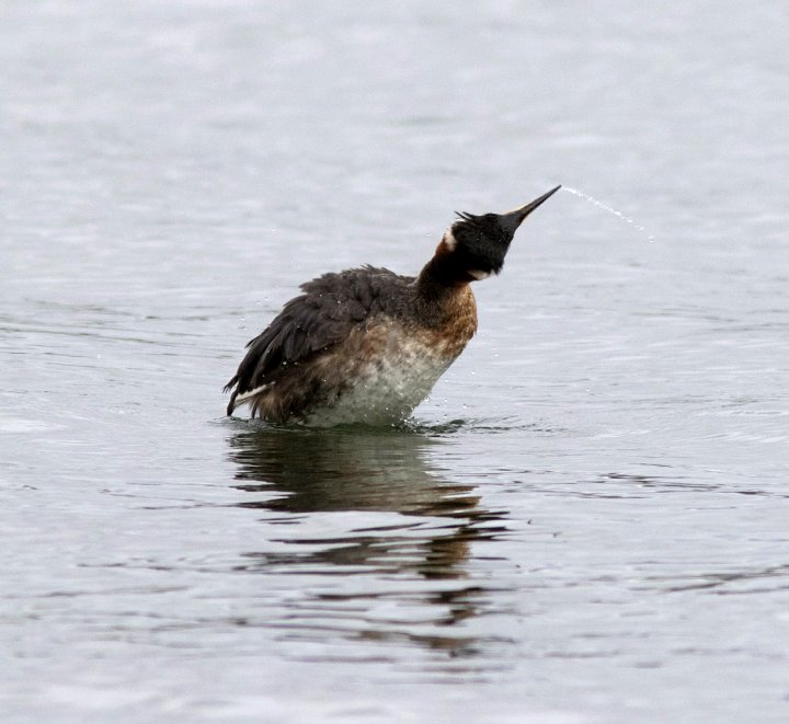 3 poeng Fotonøtta Vår Fuglefauna 2-2019