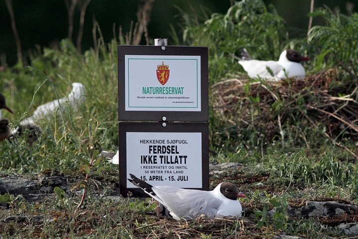 Hettemåke