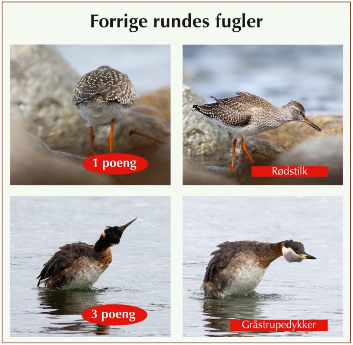 Fotonøtta Vår Fuglefauna 3-2019 fasitbilder