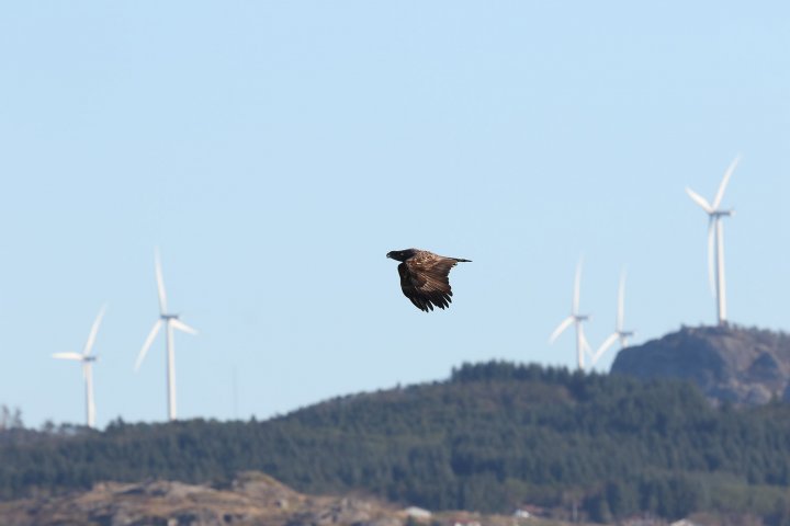 Vindmøller og havørn