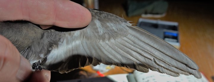 Underside vinge havsvale Underside vinge havsvale