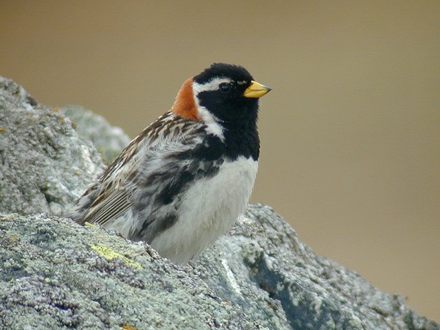 Lappspurv (foto: Frode Falkenberg)