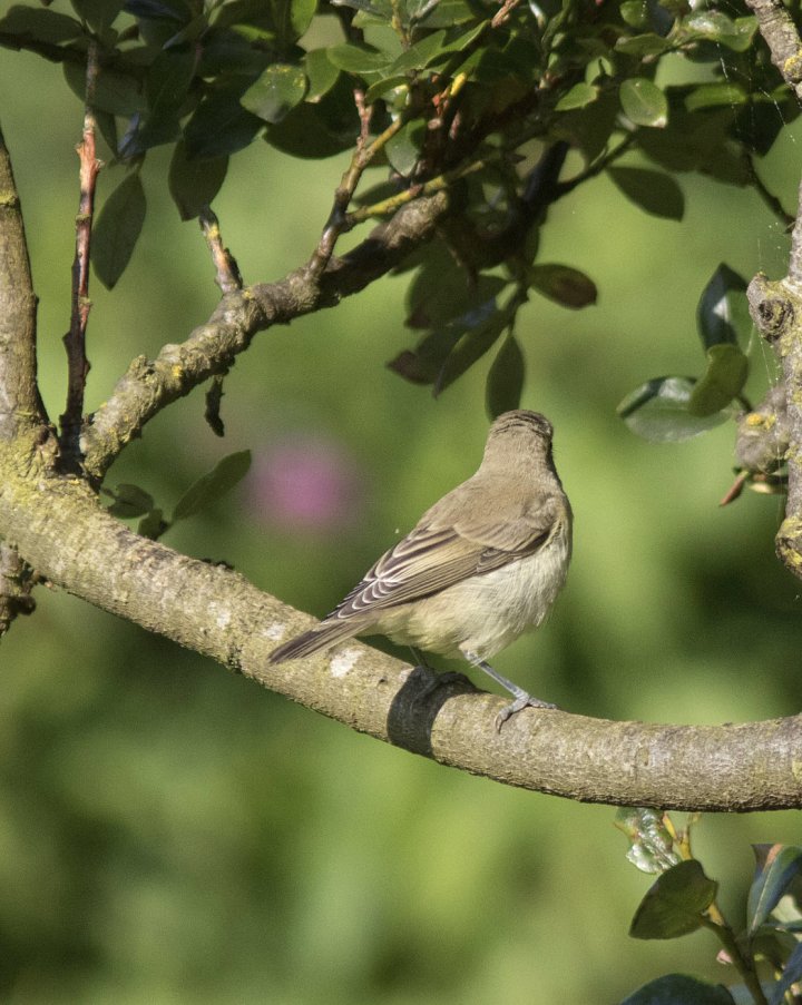 1 poeng Fotonøtta Vår Fuglefauna 4-2019