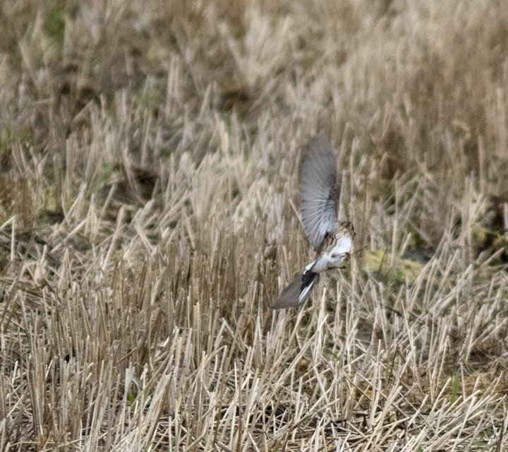 3 poeng Fotonøtta Vår Fuglefauna 4-2019