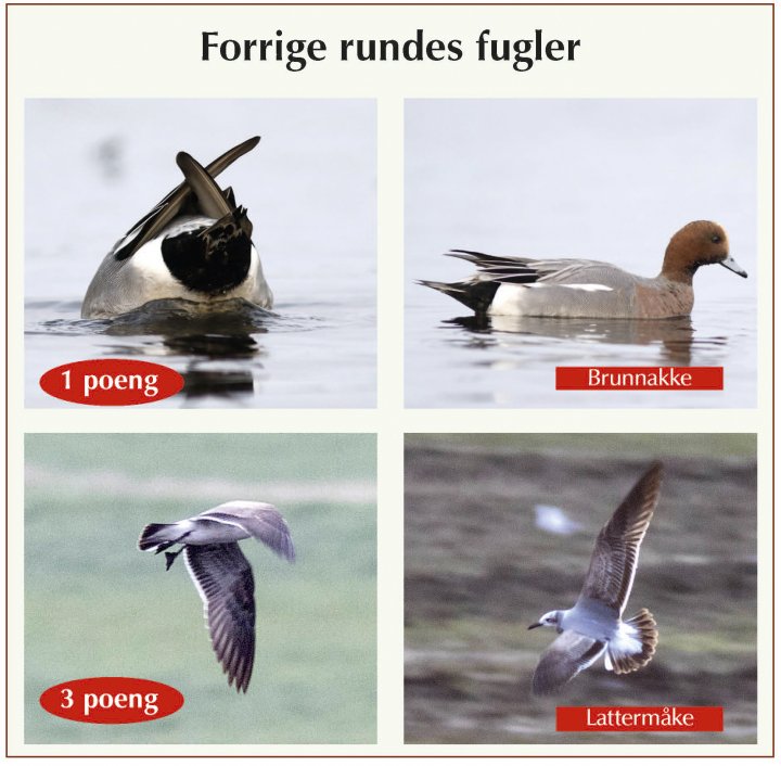 Fotonøtta Vår Fuglefauna 4-2019 fasitbilder Fotonøtta Vår Fuglefauna 4-2019 fasitbilder