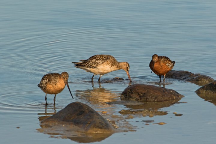 Matglade lappspover Matglade lappspover