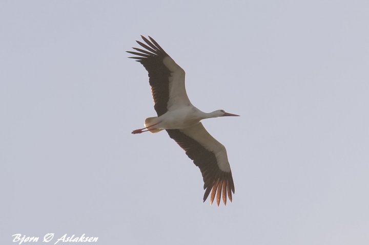 stork